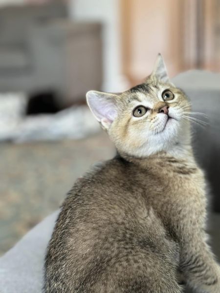Продається кошеня