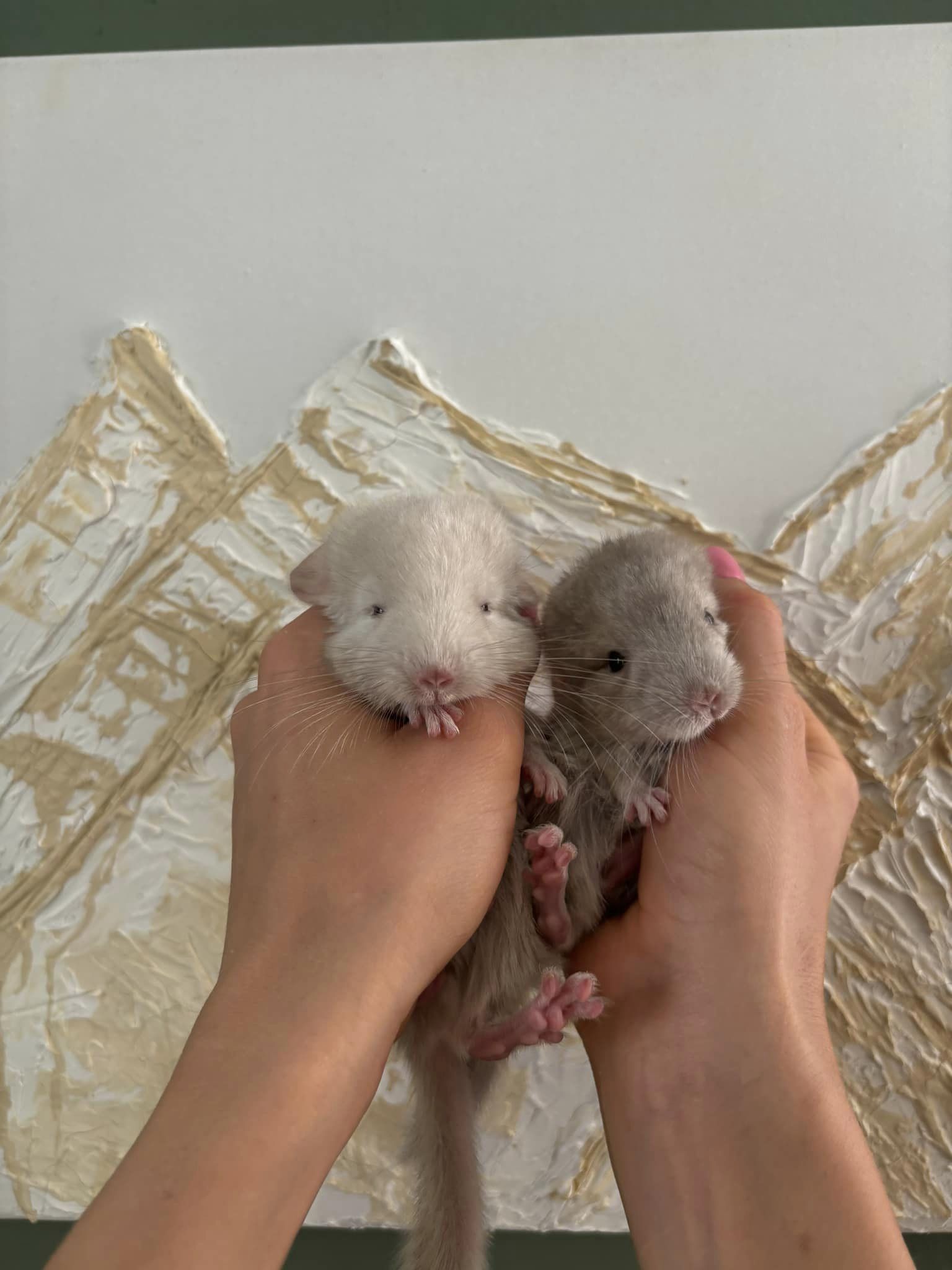 Продаю маленьких шиншилок