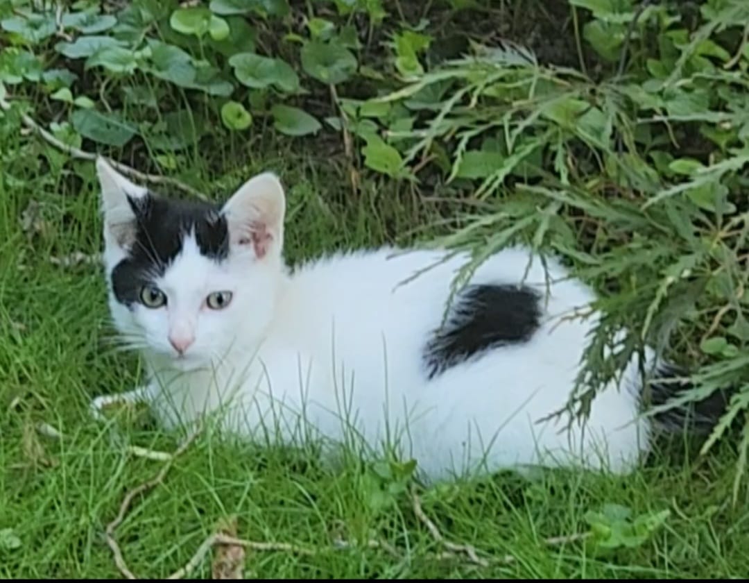 Кошенята
