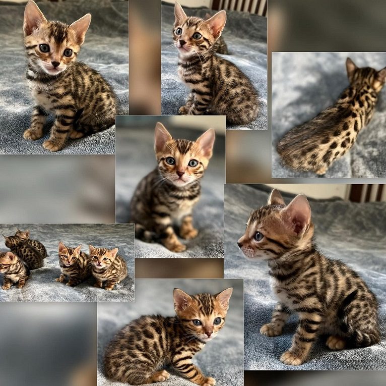 Продаються бенгальські кошенята