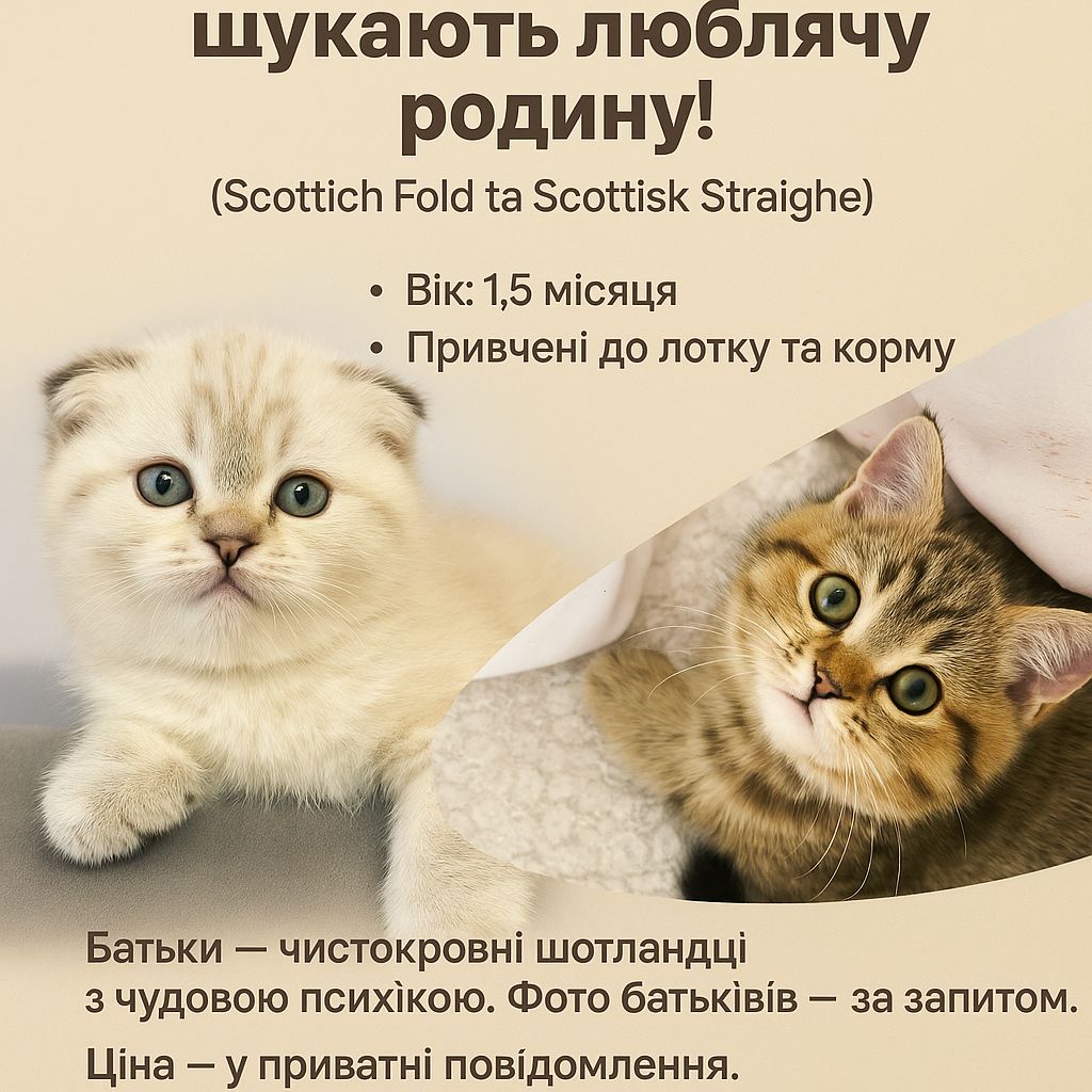 Продаються кошенята
