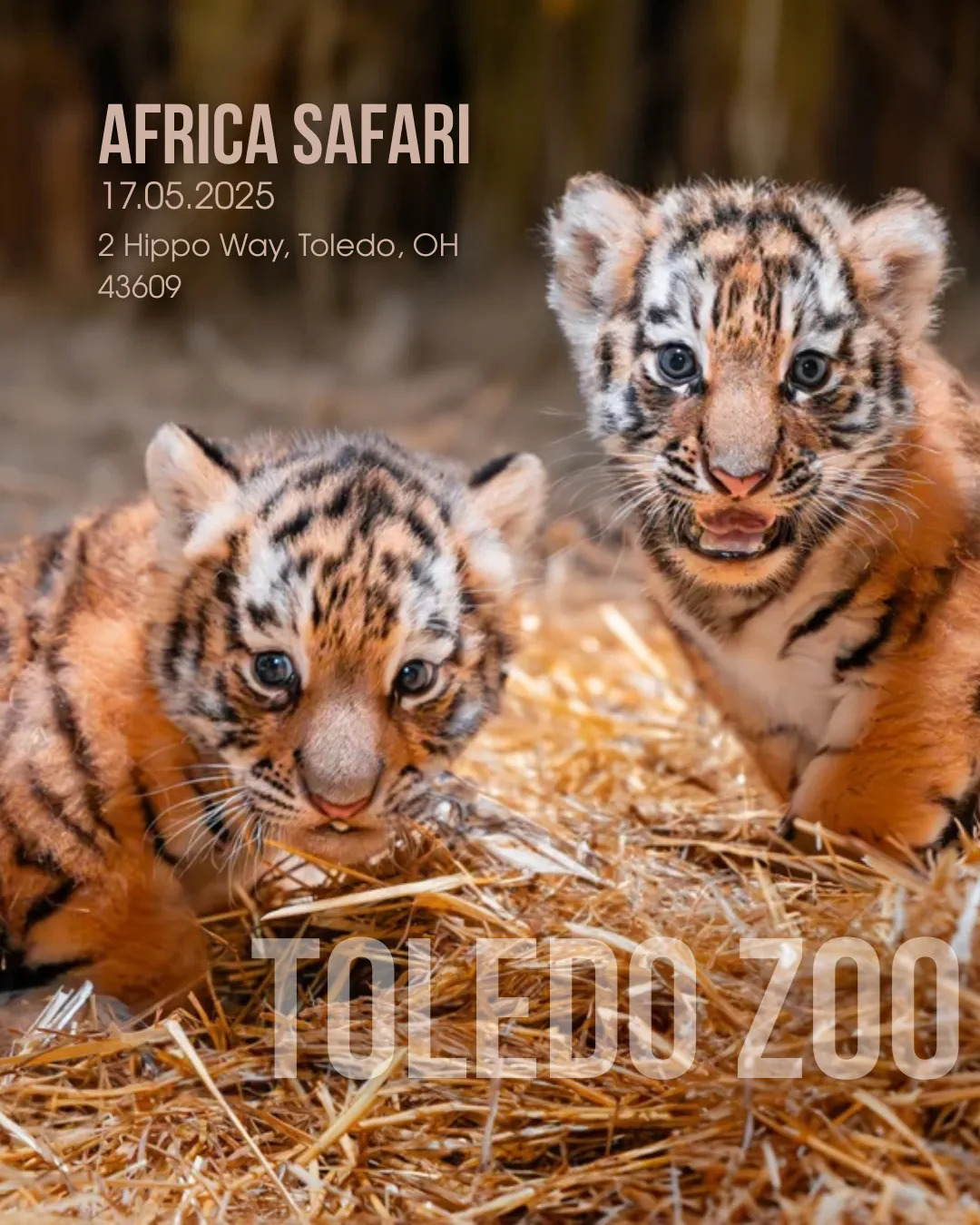 Stroller Safari at Toledo Zoo