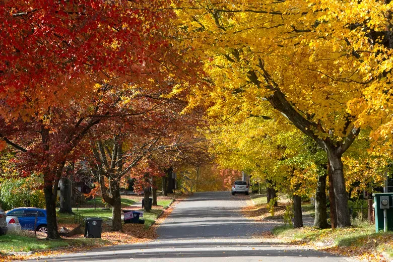 Akron Comes Alive: 1,800 Trees to Revitalize Neighborhoods and Uplift Community Spirit