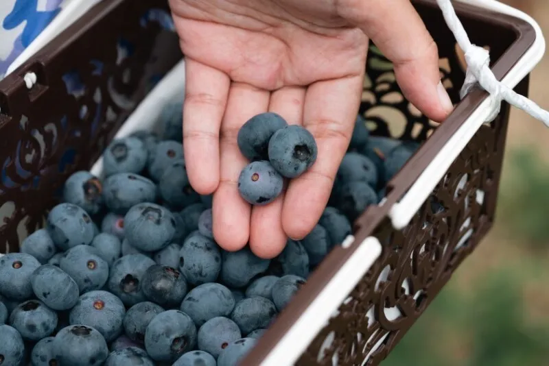 Massive Recall of Blueberries in Ohio Due to Listeria Threat