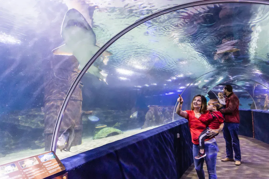 Fin Fest in Cleveland: Shark and Ray Festival with an Alarmist Underlying Message