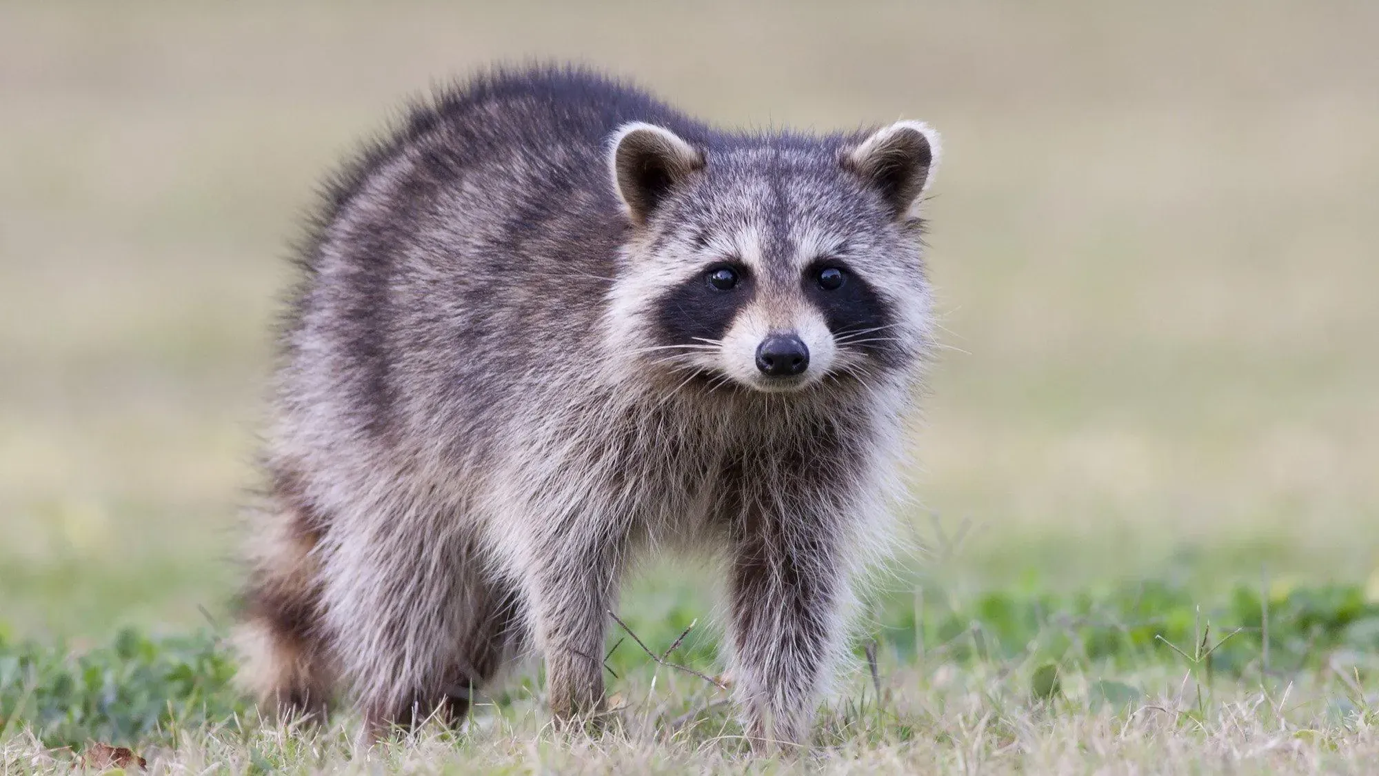 Raccoons in the Walls: Mother and Baby Left Homeless Due to Landlord's Inaction