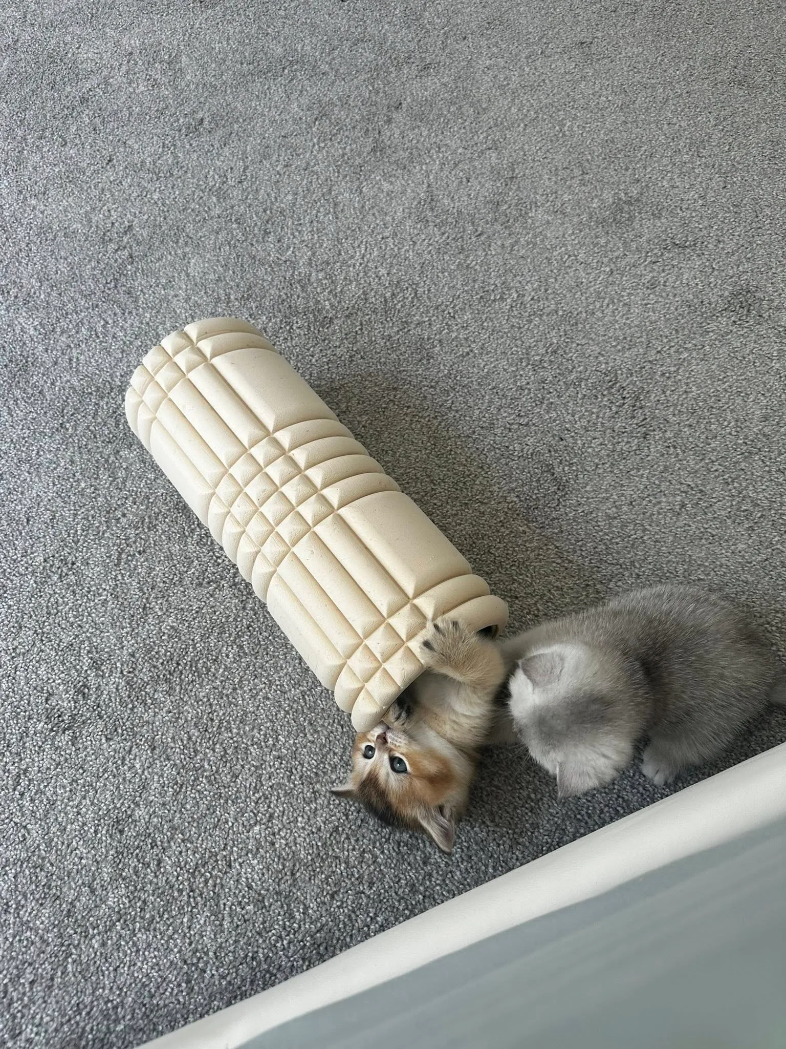 Продаю кошенят
